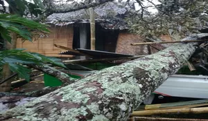 Pohon Tumbang Rusak 1 Rumah dan 1 Mobil