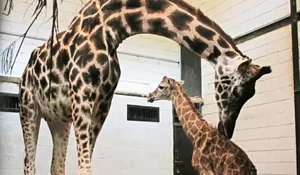 Asyik, TSI Dapat Kado Istimewa Lagi