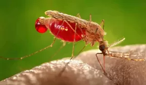 Dinkes Bogor Waspadai Malaria 'Impor'