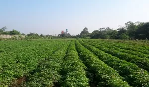 Eks Gedung Mega Mall Dieksekusi