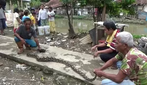 Kekenyangan Setelah Makan Puluhan Ayam