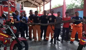 Warga Pisangan Timur Jaktim Di Kagetkan Dengan Adanya Ular Piton 2,5 Meter