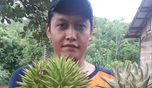Mengenalkan Buah-Buahan Langka