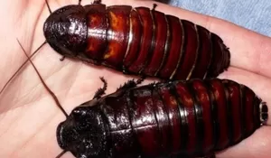 Mulai Ditampar Hingga Makan Kecoak, Adalah Hukuman Yang Tak Pantas Dialami Pegawai Di China