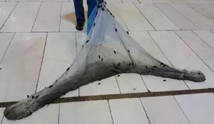 Petugas Terus Bersihkan Jangkrik dari Masjidil Haram