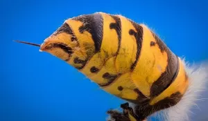 Naas, Pria ini Tewas Disengat Tawon