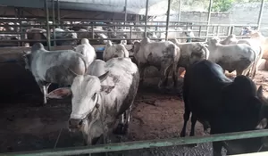 Primadona bagi Pejabat