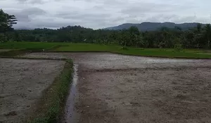 Sawah dan Kebun Jadi Andalan