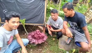 Dikira Bangkai, Nggak Tahunya Bunga