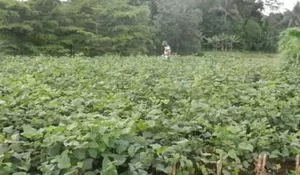 Pertanian Jadi Ikon Desa