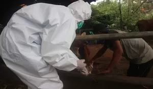 2.553 Hewan Ternak di Depok Sudah Vaknisasi PMK