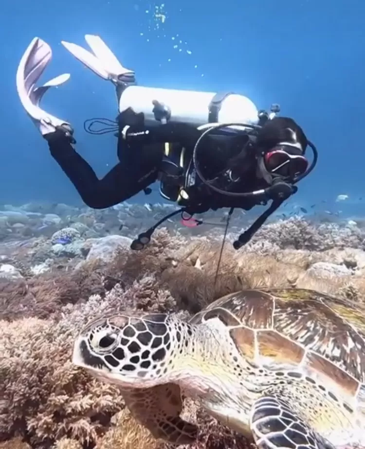 Labuan Bajo Surga Diving Dan Snorkeling Kelas Dunia Media Labuan Bajo