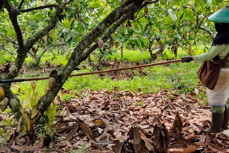 Tingkatkan Produktivitas Petani Kakao Dispaperta Batang Gandeng Pihak