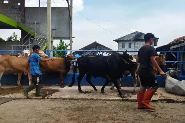 Jelang Idul Adha 2022 Pedagang Sapi Di KBB Gelisah Wabah PMK