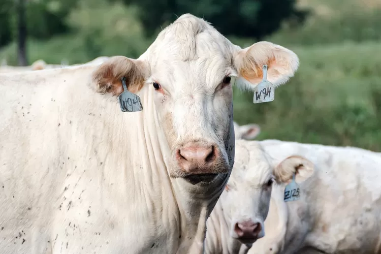 Kurban Sapi Untuk Berapa Orang Sapi Gemuk Untuk 8 Orang Bolehkah