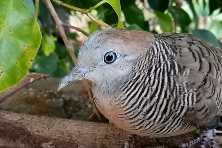 Pakailah Air Ajaib Ini Dijamin Burung Perkutut Cepat Jinak Dan Rajin