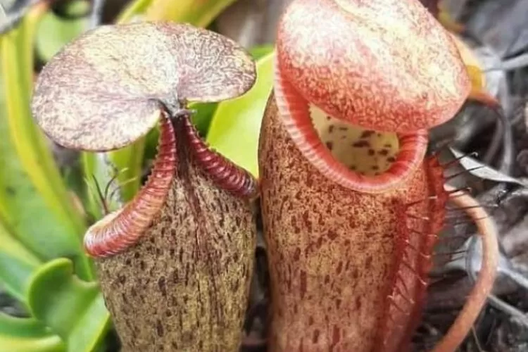 Rangkuman Materi Biologi Kelas Sma Ma Kurikulum Bab