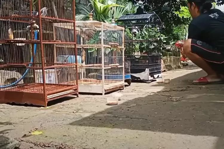 Pria Ini Beberkan Cara Merawat Burung Kicau Jenis Apapun Agar Selalu