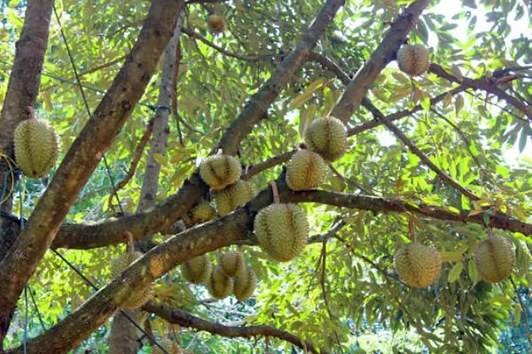 Cara Merawat Tanamam Durian Agar Subur Dan Cepat Berbuah Dari