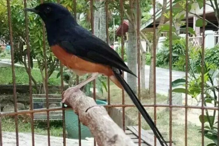 Tips Merawat Burung Murai Batu Untuk Pemula Mulai Dari Menjelang