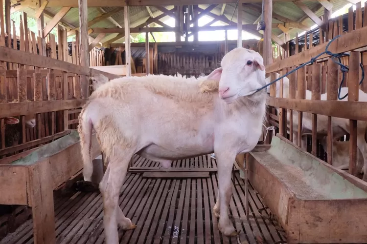 Harga Kambing Qurban Idul Adha 2023 Terbaru Cek Estimasi Harganya Di