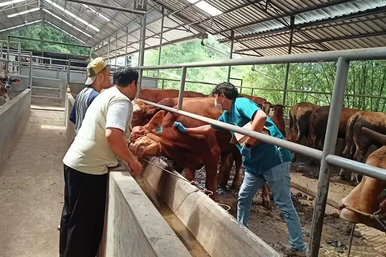 Hewan Kurban Di Depok Terjangkit LSD Ini Bahayanya Radar Depok