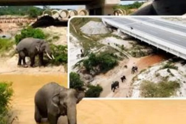 Jalan Tol Unik Di Indonesia Ada Singing Road Dan Terowongan Gajah