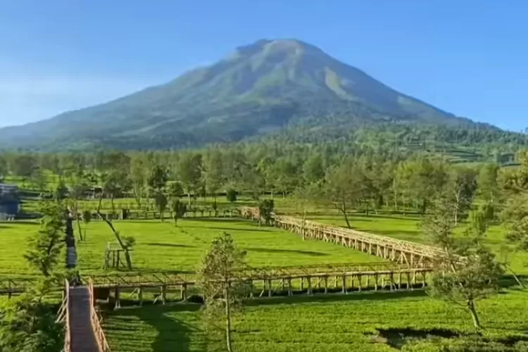 Nikmati Kesendirian Melihat Keindahan Kebun Teh Sikatok Wonosobo Spot