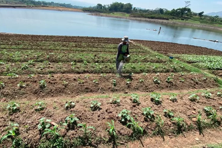 Tanah Retak Retak Kekeringan Dampak Fenomena El Nino Hektare Sawah