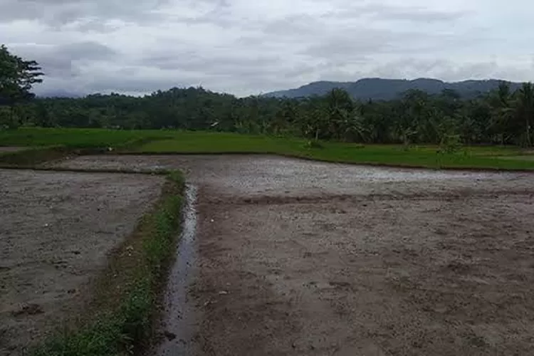 LESTARI: Lahan pertanian Desa Cibeber I terus dilestraikan warga.