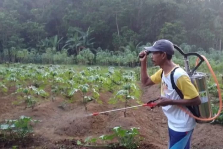 KEKERINGAN: Petani singkong di Cigudeg mengeluhkan penurunan omzet karena kekeringan. 