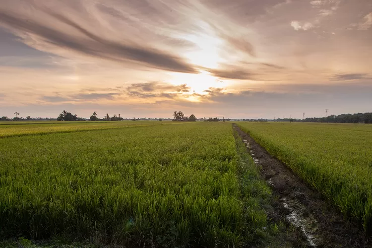 Kabupaten Kota Penghasil Padi Terbanyak Di Sumatera Selatan