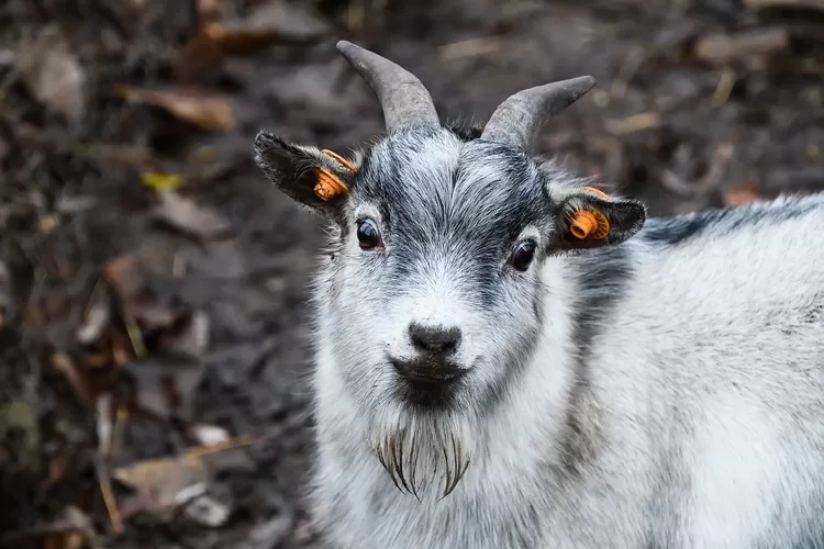 5 Daerah Ini Punya Populasi Kambing Terbanyak Di Jawa Timur Juara