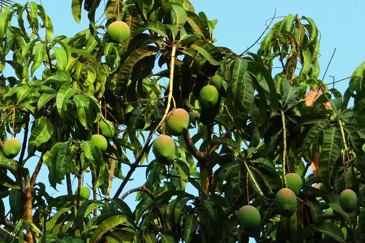 Intip Daerah Penghasil Mangga Terbesar Di Subang Warga Jabar Wajib