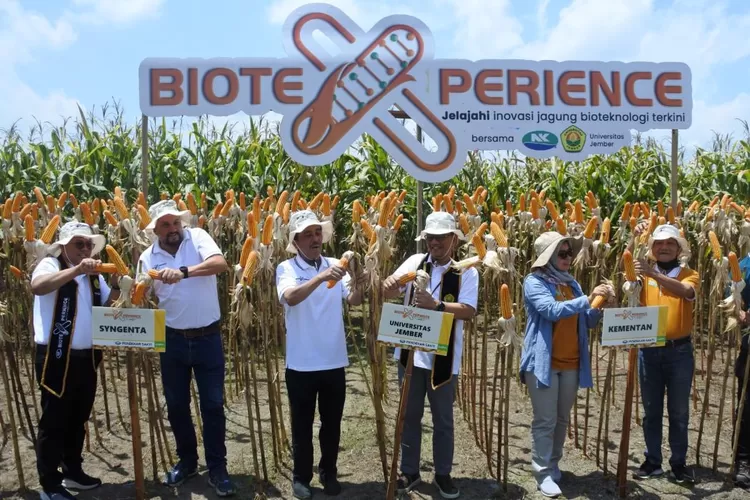 Pertama Di Indonesia Panen Jagung Bioteknologi Dengan Keunggulan Ganda