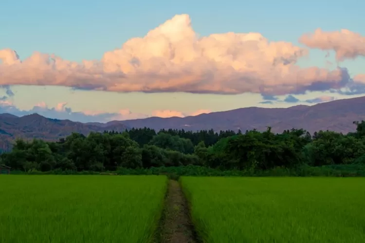 5 Tempat Makan Enak Di Jogja Dengan View Sawah Yang Memanjakan Mata