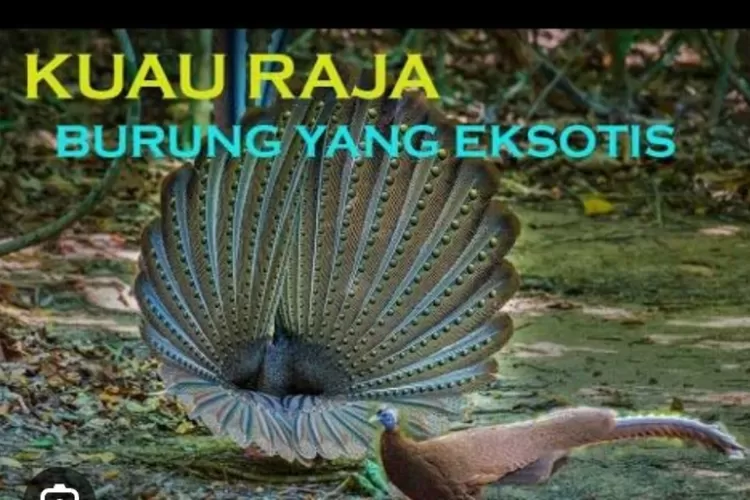 Kuau Raja Pesona Eksotis Burung Dengan Kepribadian Megah Dan Suara