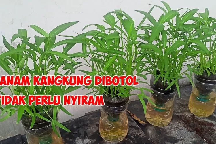 Cara Menanam Kangkung Hidroponik Dengan Botol Bekas Cara Ramah