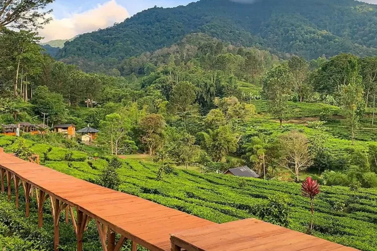 Pesona Tea Bridge Tempat Wisata Gak Jauh Dari Depok Hadirkan