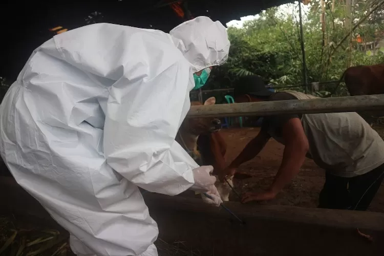 VAKSIN : Petugas Kesehatan sedang melakukan vaksinasi terhadap hewan.