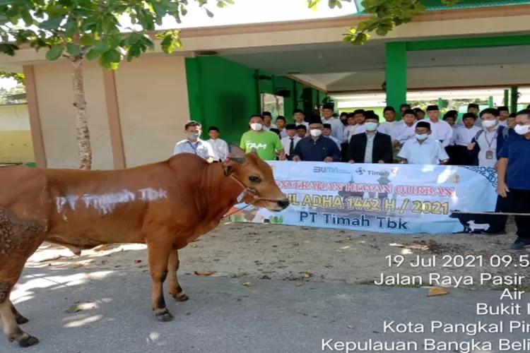 Perayaan Idul Adha PT Timah Tbk Bagikan 226 Ekor Hewan Kurban Di