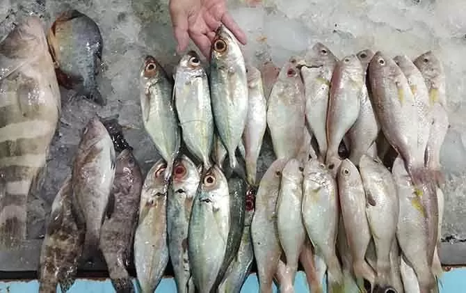 ikan laut