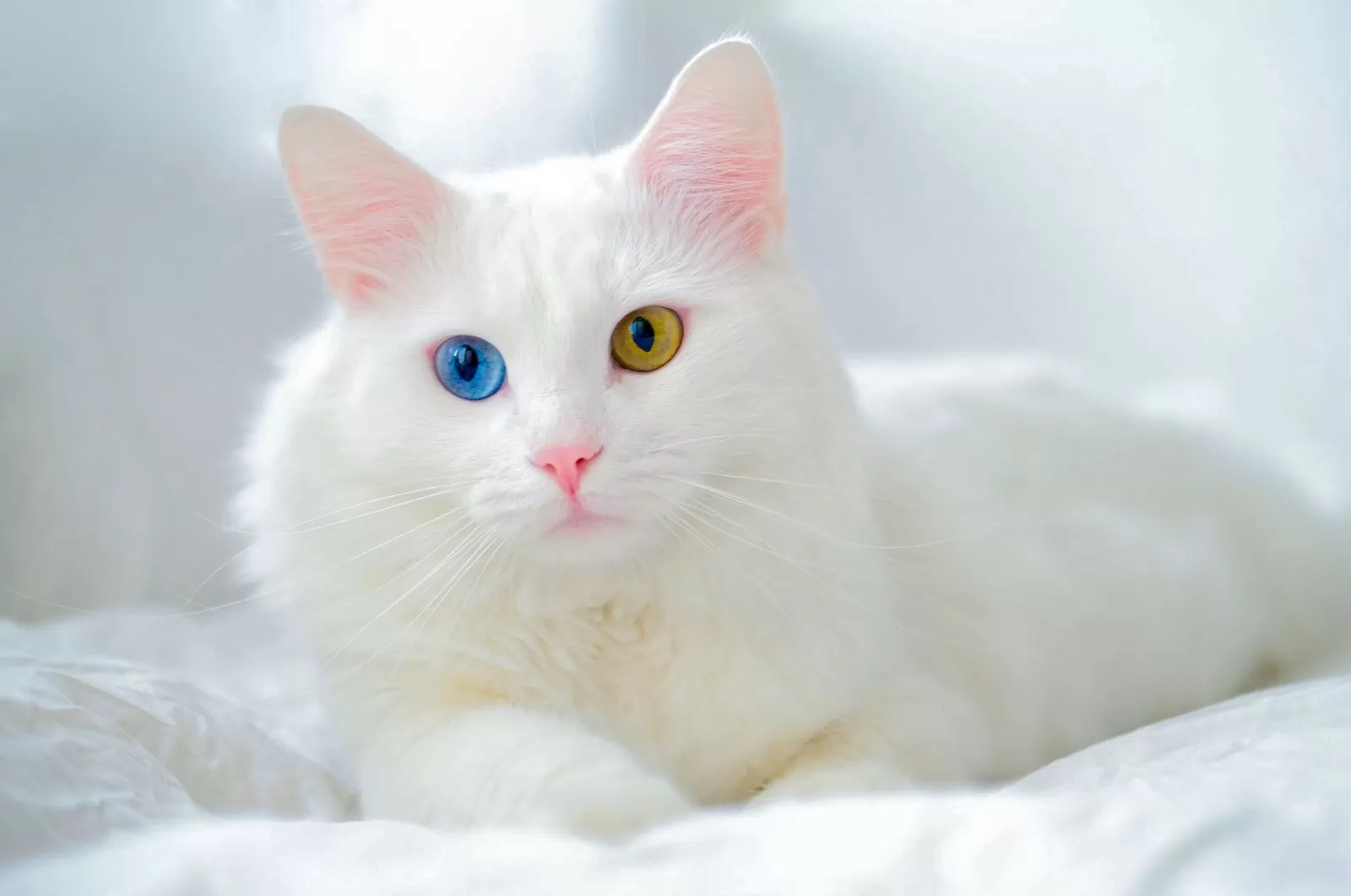Cara Menjinakkan Kucing agar Mudah Diajak Bermain  