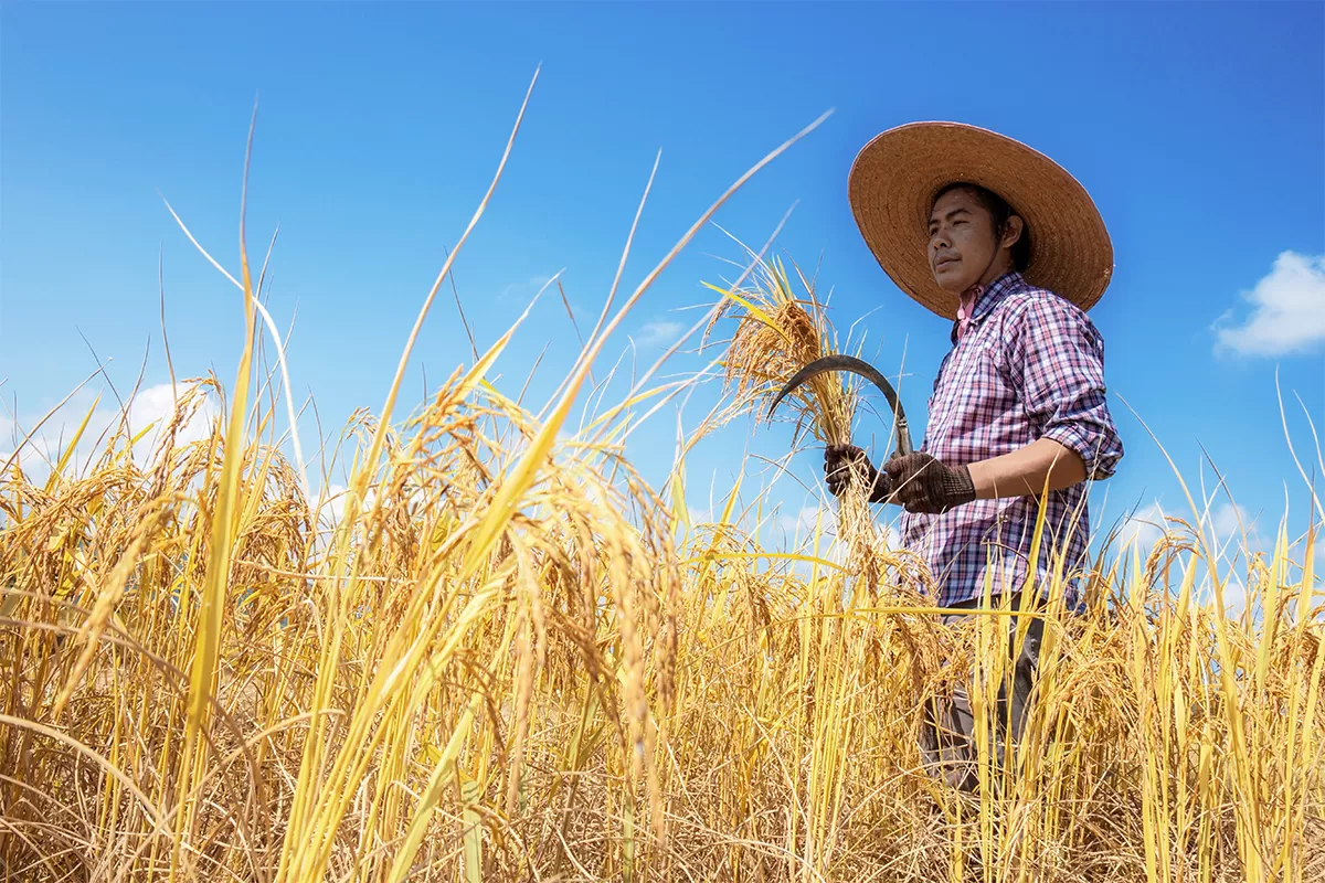 5 Ide Bisnis di Sektor Agrikultur yang Menguntungkan