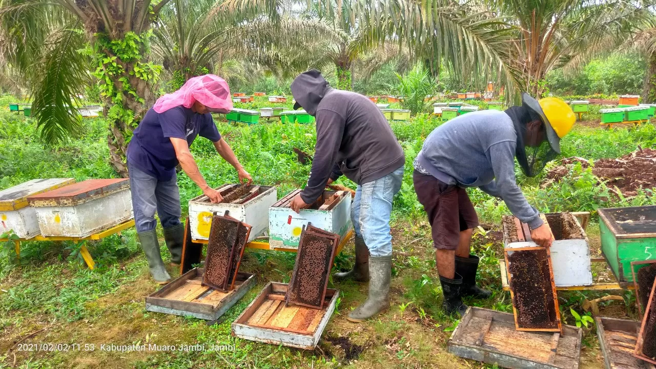 Nyaris Bangkrut, Usaha Madu Hutan ini Berubah Moncer Berkat Marketplace PLN Mobile 