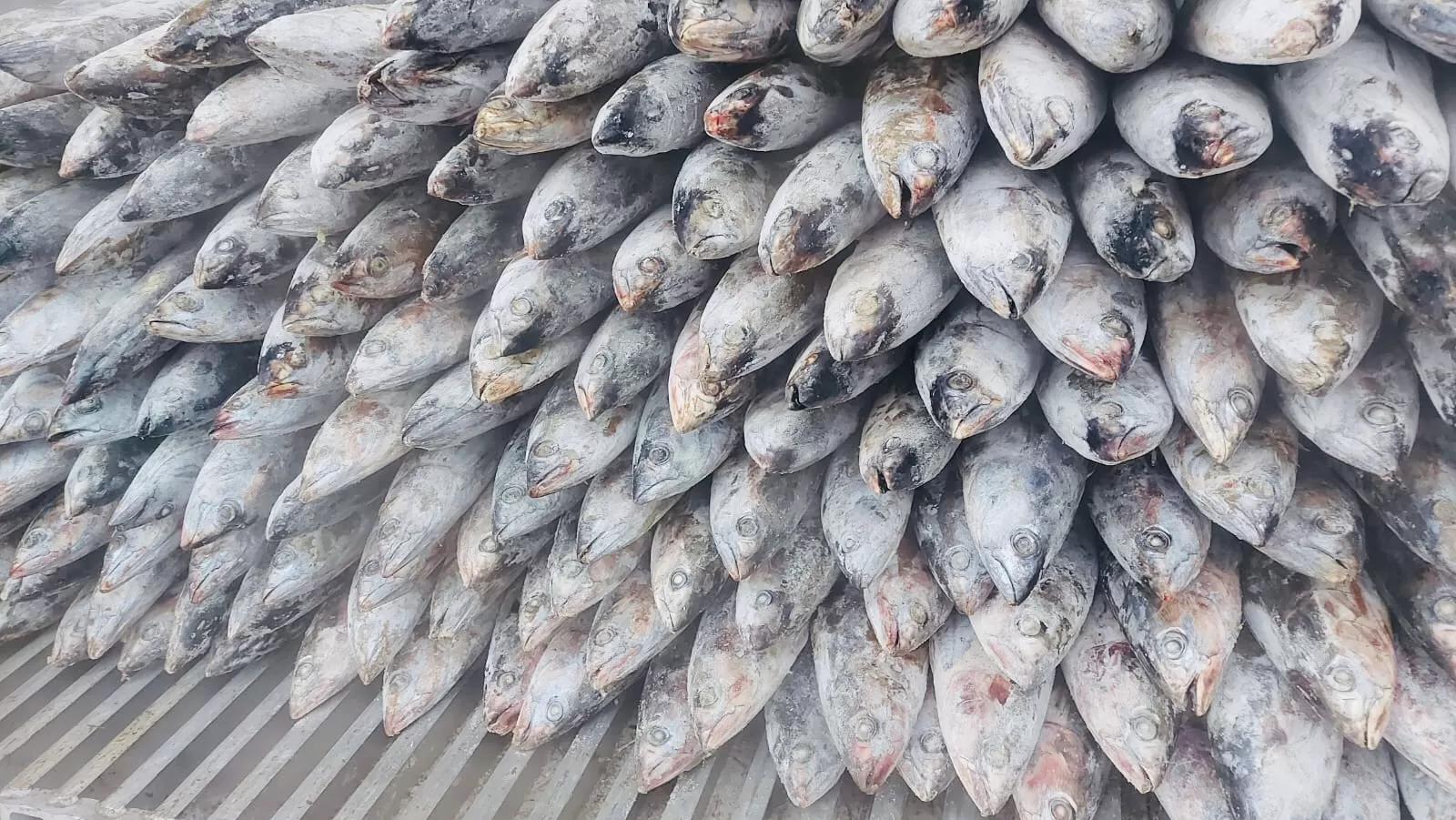 PT Perikanan Indonesia Ekspor 205 Ton Ikan Cakalang ke Jepang