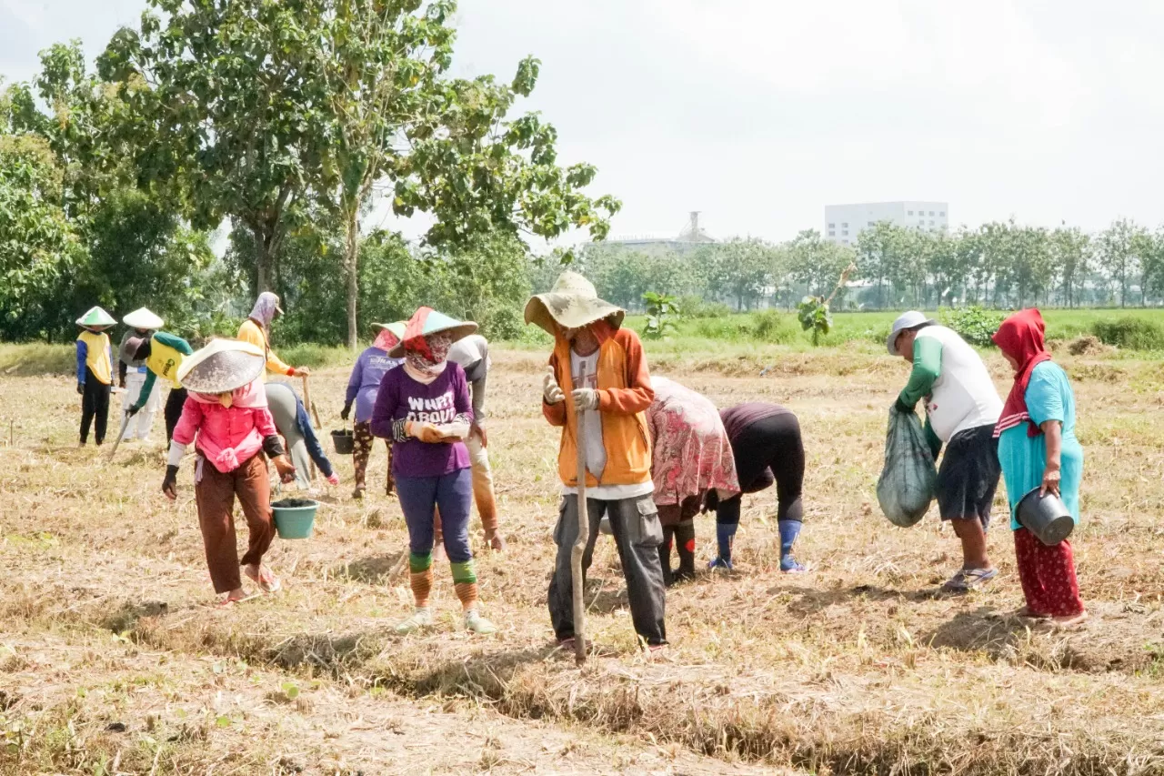 PT Sang Hyang Seri  Lakukan Swakelola Lahan Bersama Petani