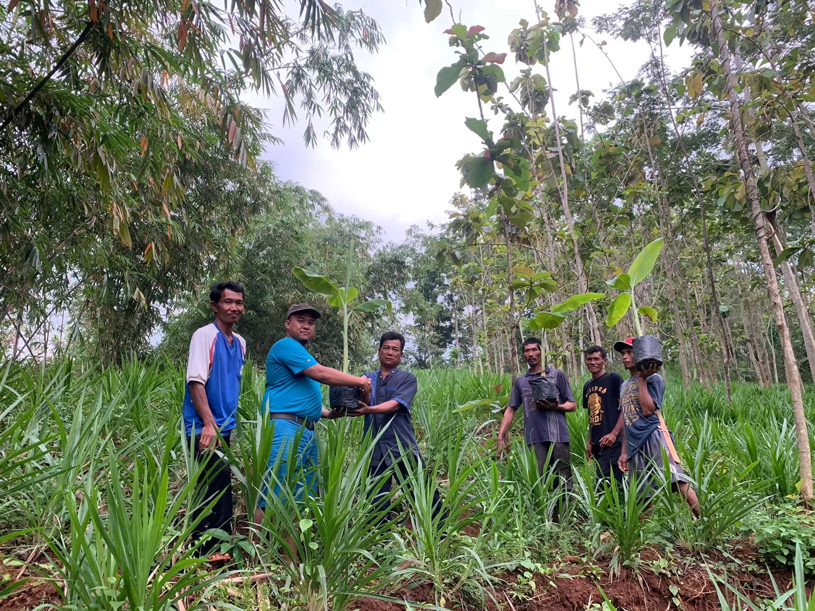 Bio Farma Kembangkan Budidaya Pisang