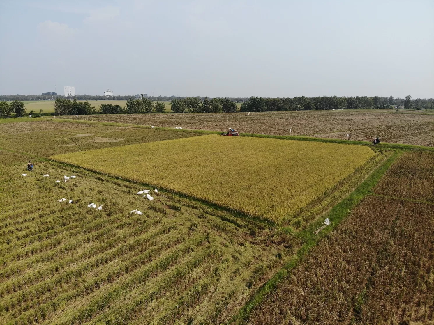 Hadapi 2023, PT Sang Hyang Seri Siap Salurkan Benih Padi ke 24 Provinsi