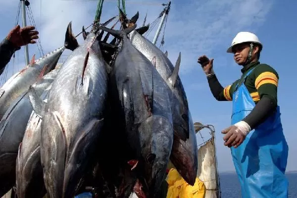 PT Perikanan Indonesia Dukung Program Penangkapan Ikan Terukur 